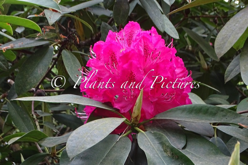 Rhododendron ‘Cynthia’