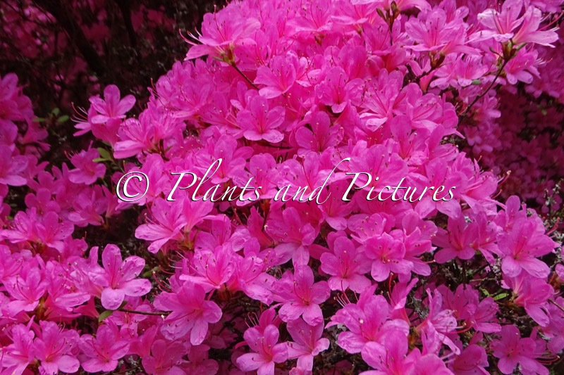 Rhododendron ‘Esmeralda’