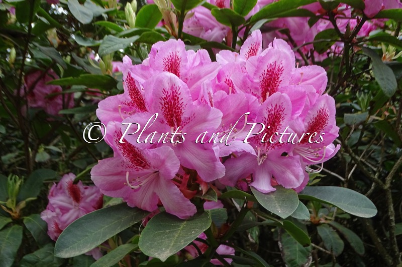 Rhododendron ‘Furnivall’s Daughter’