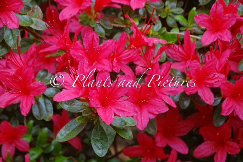 Rhododendron ‘Princess Maude’