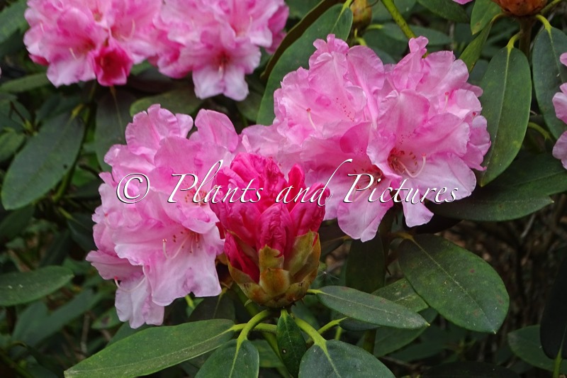 Rhododendron ‘Wiero’