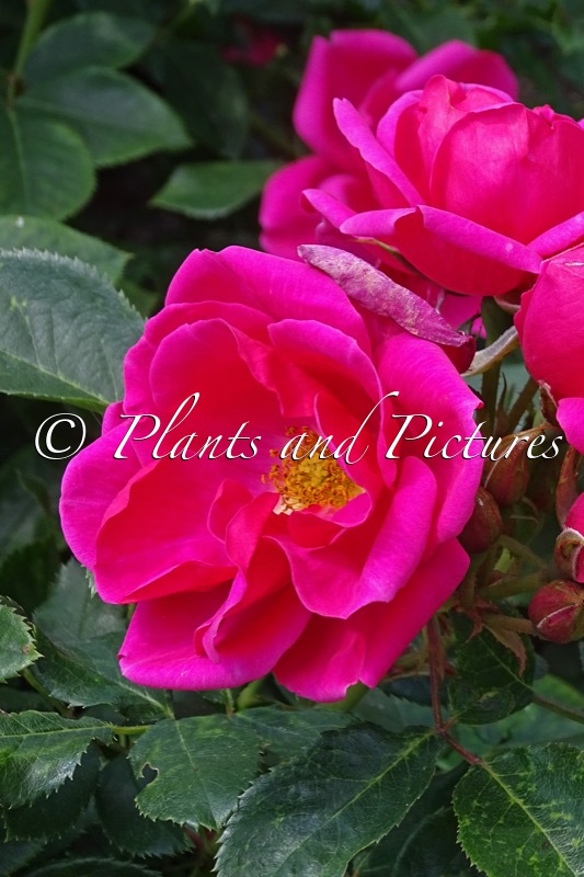 Rosa ‘Korhopiko’ (GARTENFREUND)