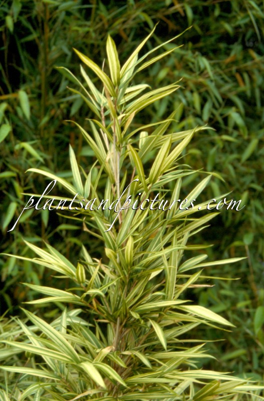 Pleioblastus chino ‘Tsuboi’