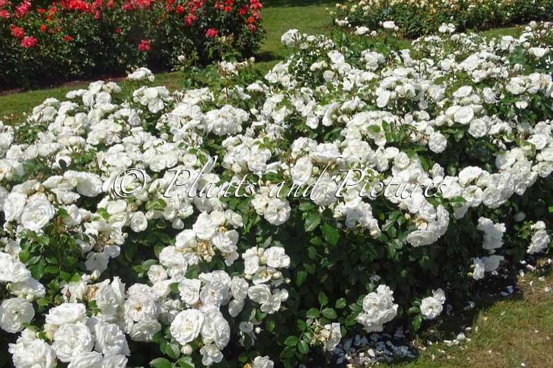 Rosa ‘Poulcas043’ (PRAGUE)