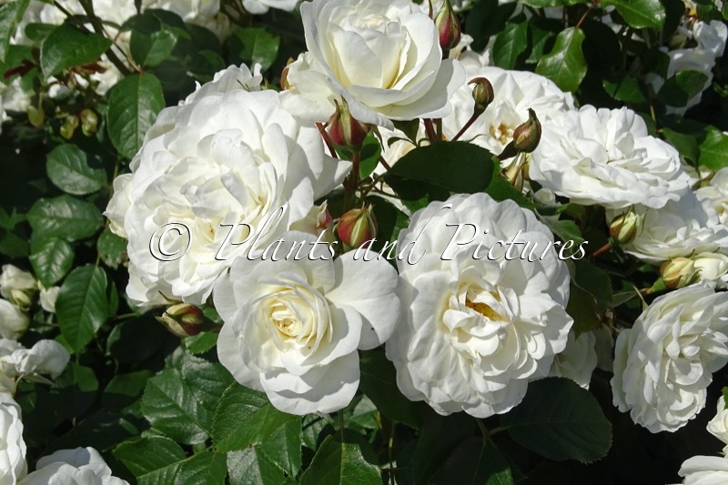 Rosa ‘Poulcas043’ (PRAGUE)