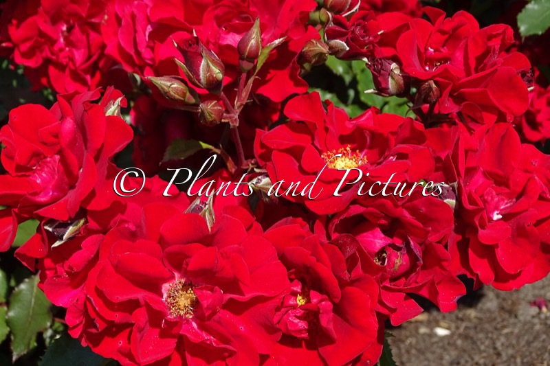 Rosa ‘Korromalu’ (ROTER KORSAR)