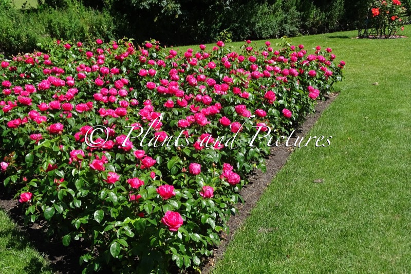 Rosa ‘Korladcher’ (CHERRY LADY)