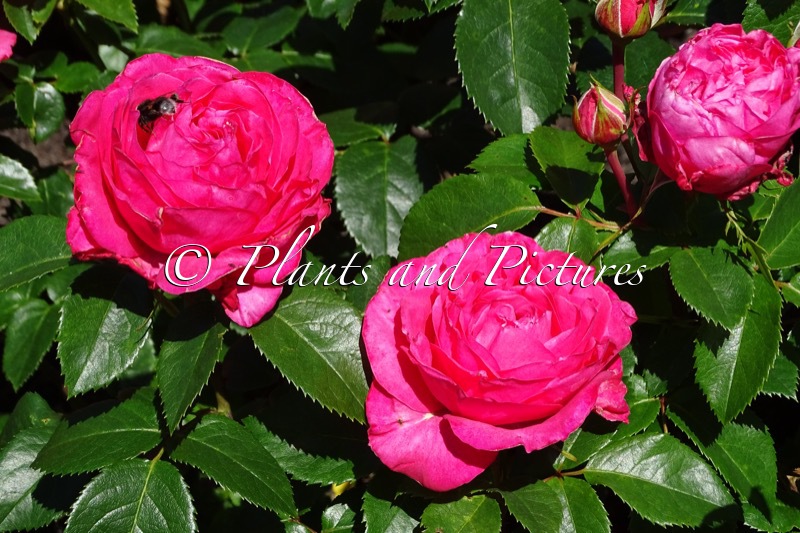 Rosa ‘Korladcher’ (CHERRY LADY)