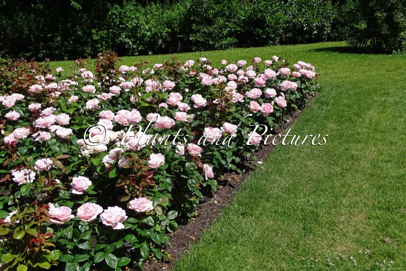 Rosa ‘Poulren023’ (RACQUEL)
