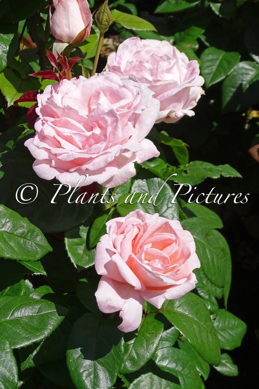 Rosa ‘Poulren023’ (RACQUEL)