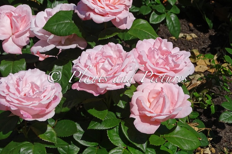 Rosa ‘Poulren023’ (RACQUEL)