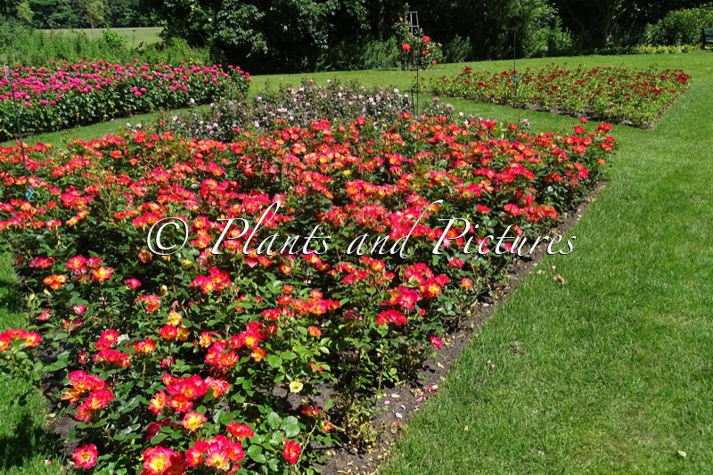 Rosa ‘Korfliaumi’ (SUMMER OF LOVE)