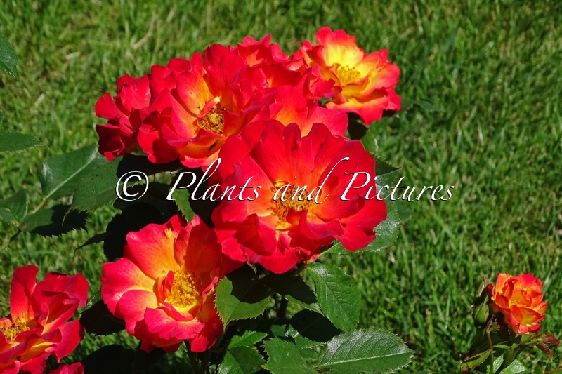 Rosa ‘Korfliaumi’ (SUMMER OF LOVE)