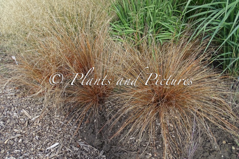 Carex buchananii ‘Red Rooster’