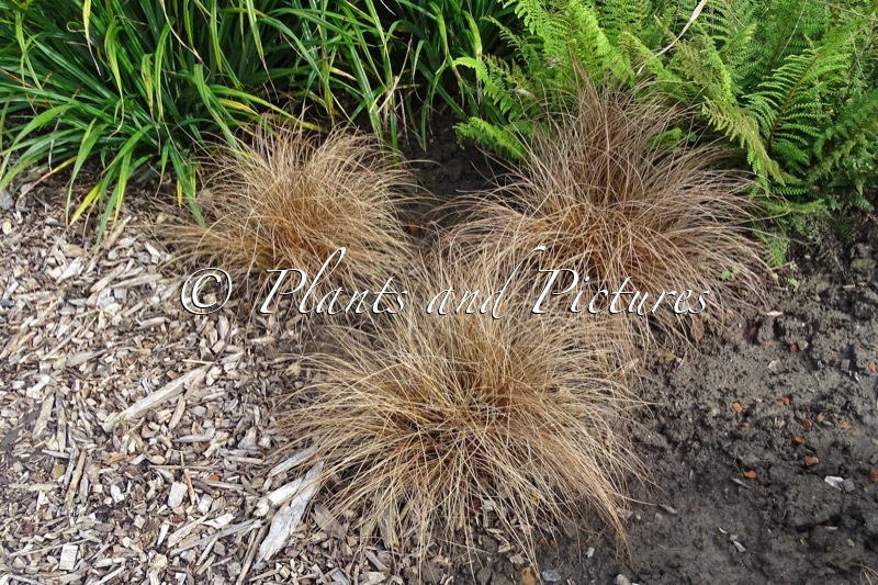 Carex flagellifera Bronze Form
