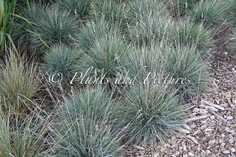 Festuca glauca ‘Elijah Blue’