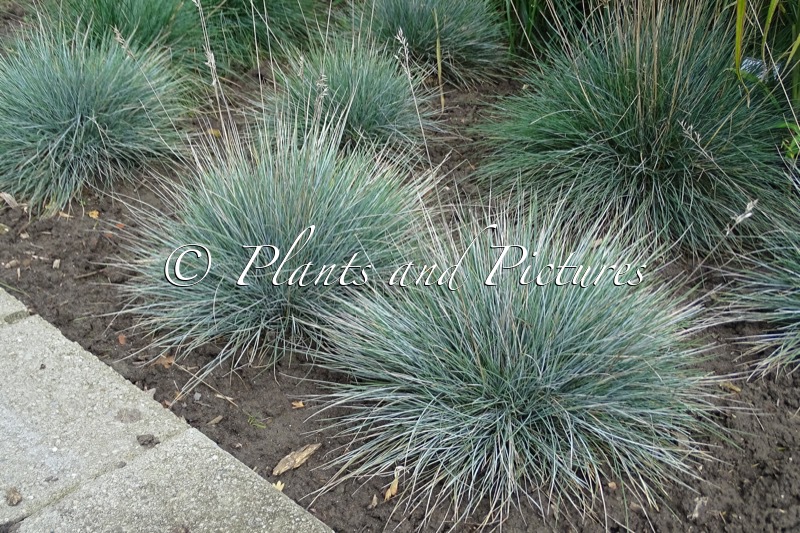 Festuca glauca ‘Casblue’ (INTENSE BLUE)