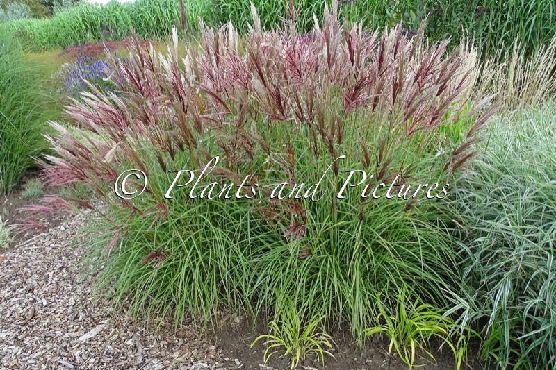Miscanthus sinensis ‘Red Chief’