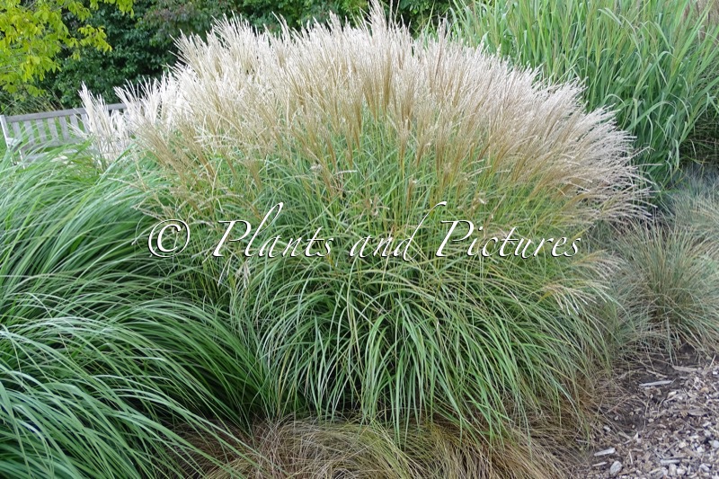 Miscanthus sinensis ‘Adagio’