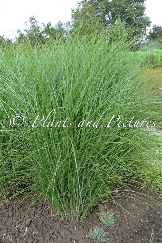Miscanthus sinensis ‘Gracillimus’