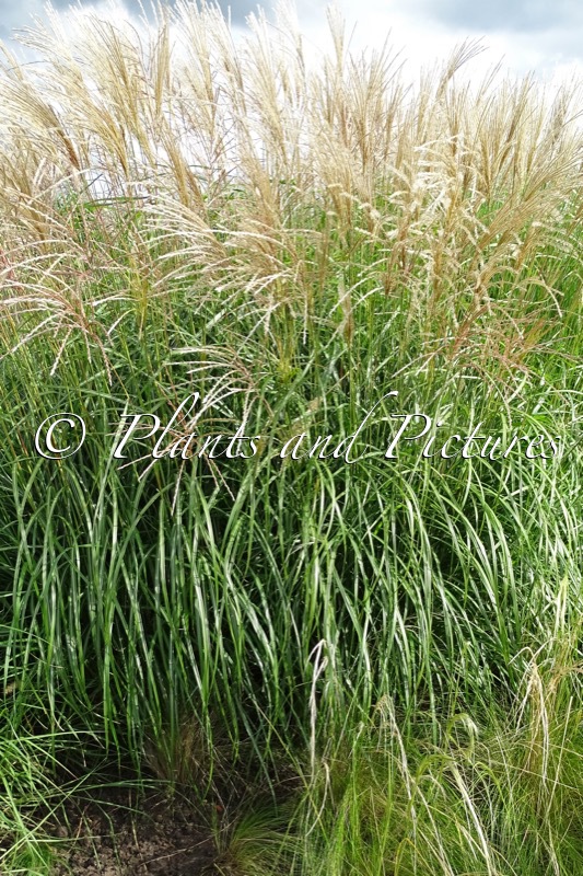 Miscanthus sinensis ‘Herman Mussel’