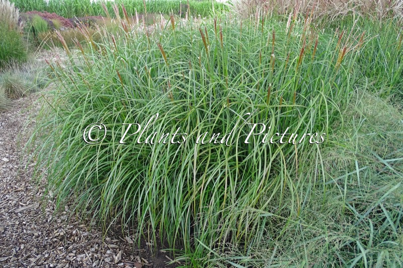 Miscanthus sinensis ‘Krater’