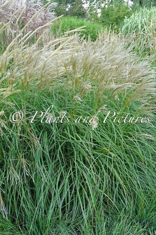 Miscanthus sinensis ‘Little Kitten’