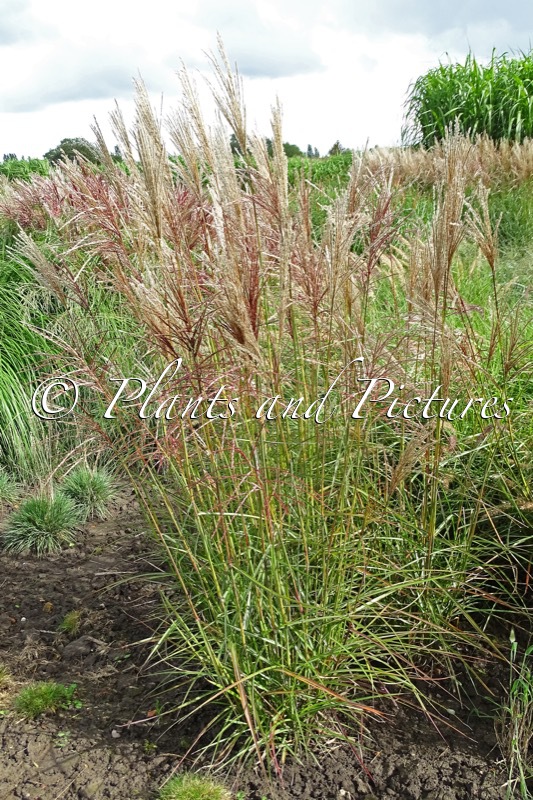 Miscanthus sinensis ‘Nippon’