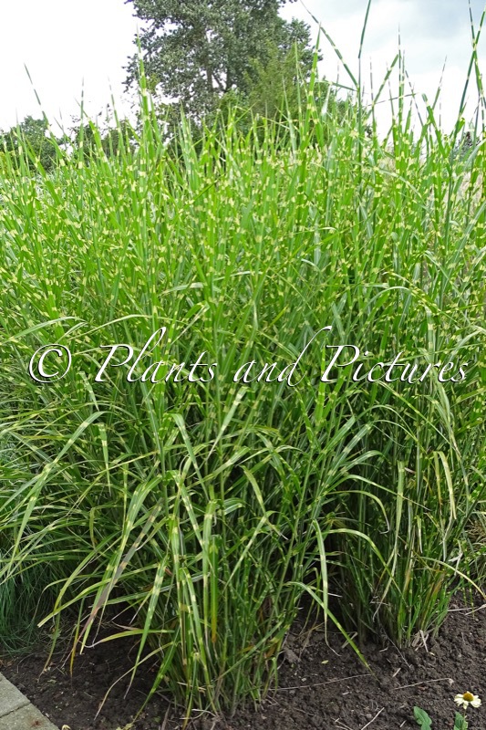 Miscanthus sinensis ‘Strictus’