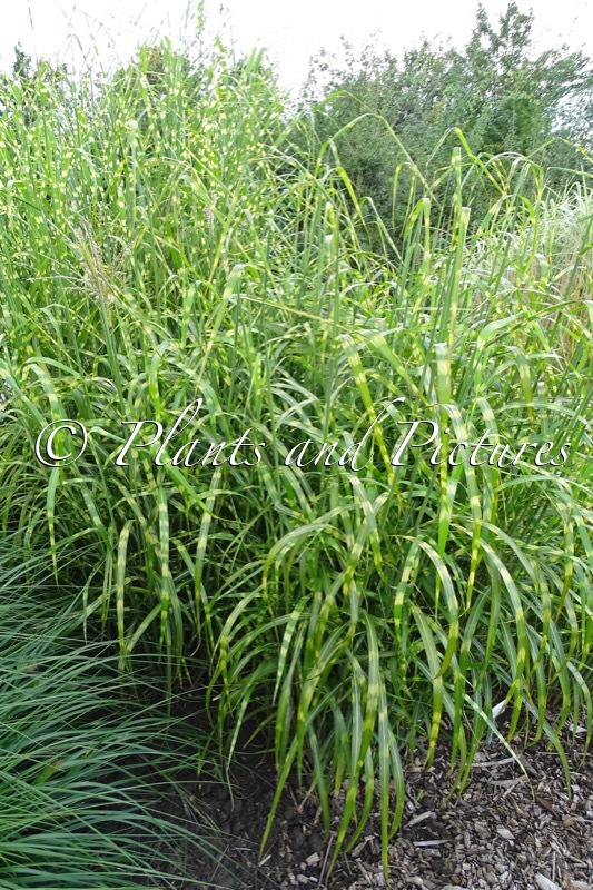 Miscanthus sinensis ‘Super Stripe’