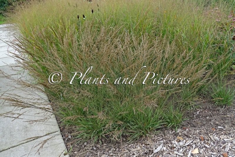 Molinia caerulea ‘Moorhexe’