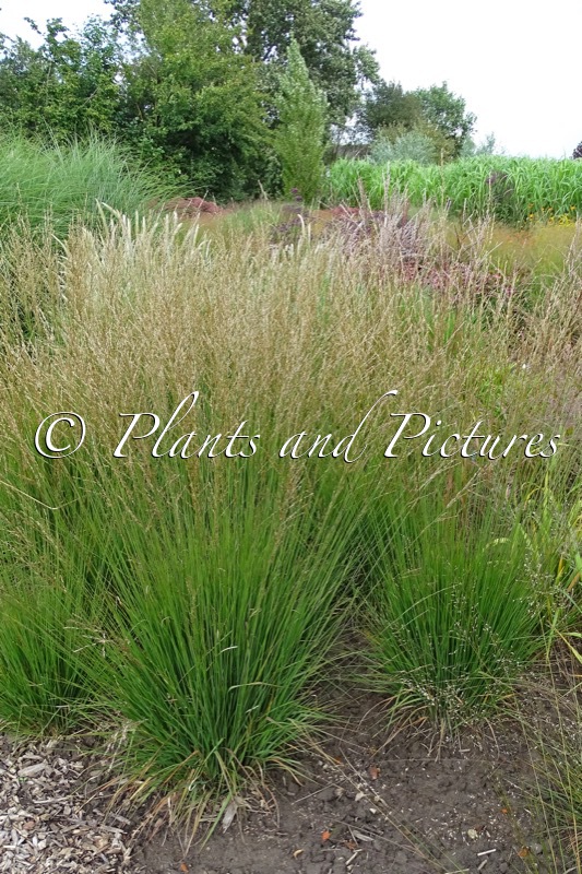 Molinia caerulea ‘Heidebraut’