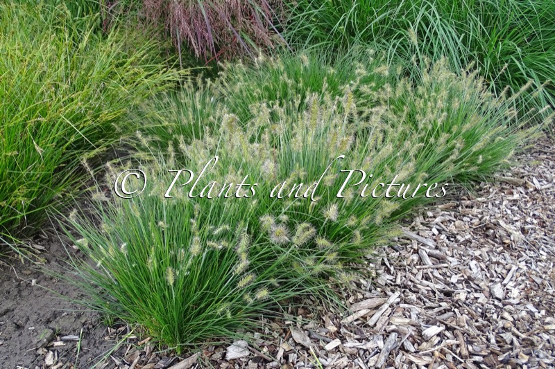 Pennisetum alopecuroides ‘Little Bunny’