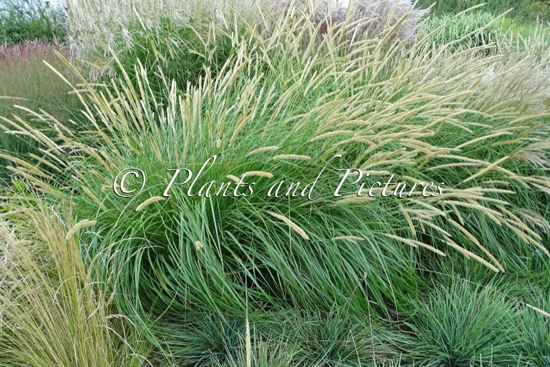 Pennisetum macrourum