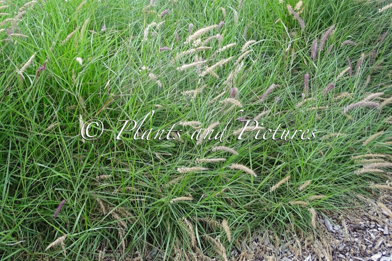 Pennisetum orientale ‘Flamingo’