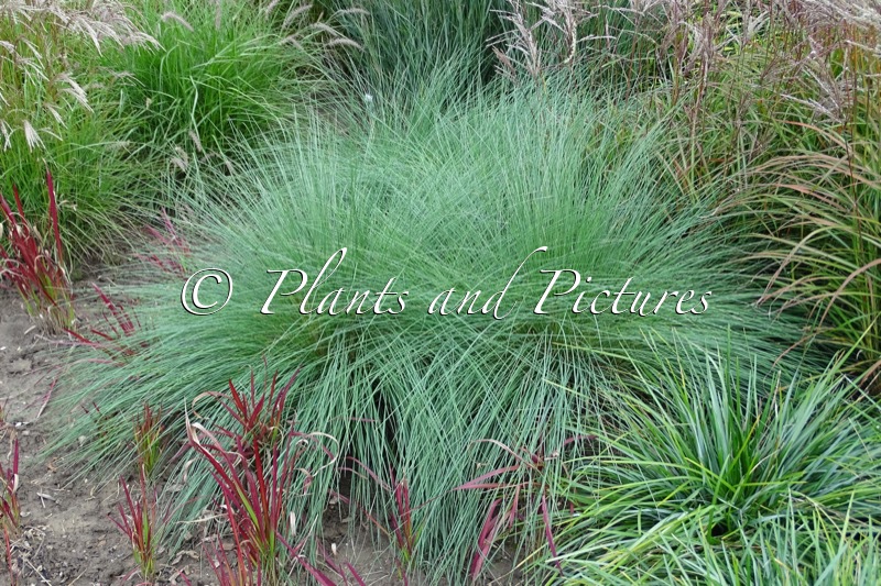 Poa labillardierei ‘Glauca’