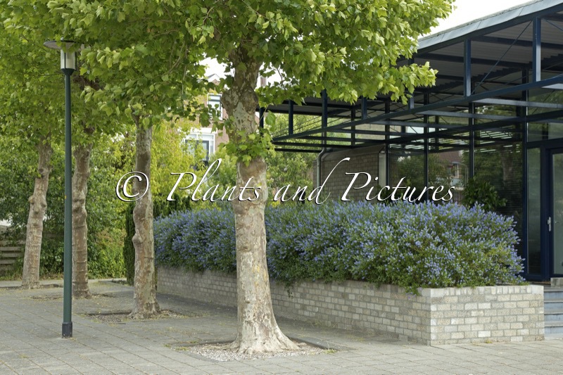 Ceanothus impressus ‘Victoria’