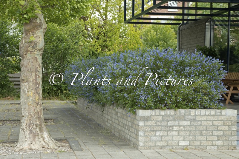 Ceanothus impressus ‘Victoria’