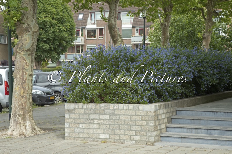 Ceanothus impressus ‘Victoria’