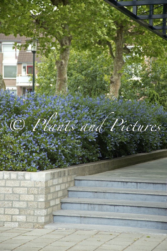 Ceanothus impressus ‘Victoria’