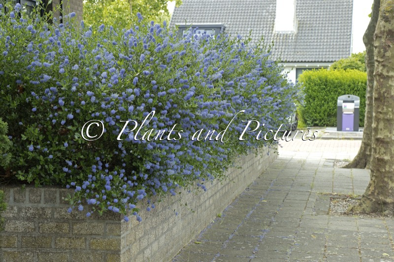 Ceanothus impressus ‘Victoria’