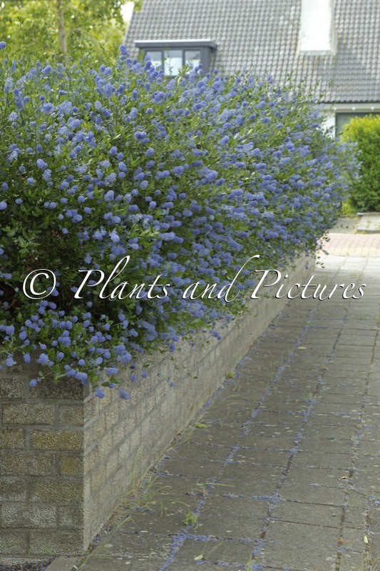 Ceanothus impressus ‘Victoria’