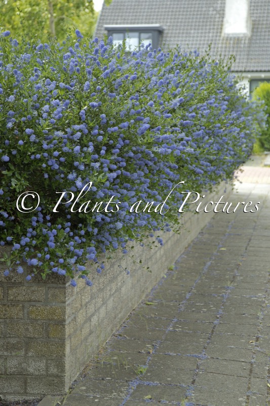 Ceanothus impressus ‘Victoria’