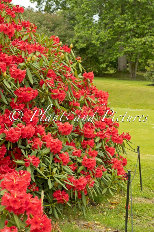 Rhododendron griersonianum