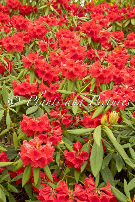 Rhododendron griersonianum