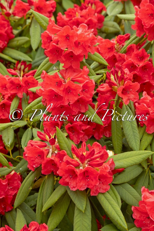 Rhododendron griersonianum