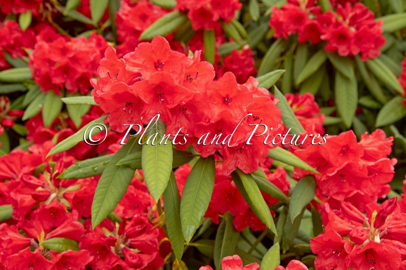 Rhododendron griersonianum