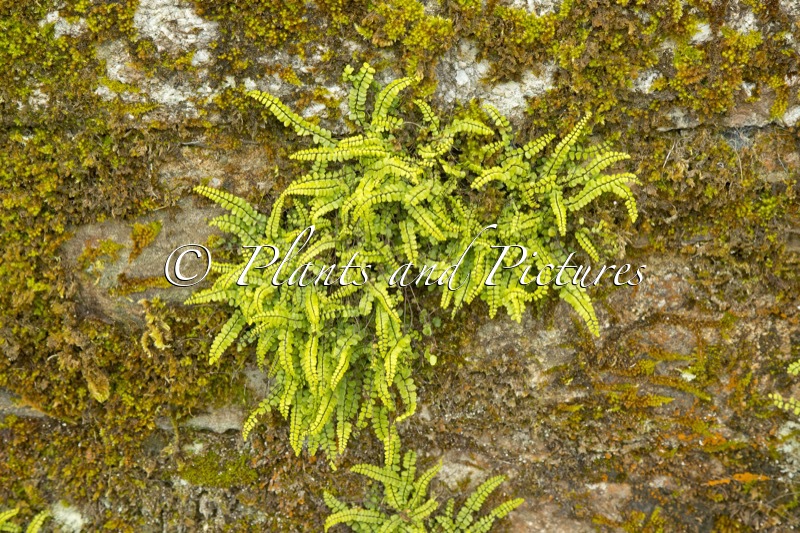 Asplenium trichomanes