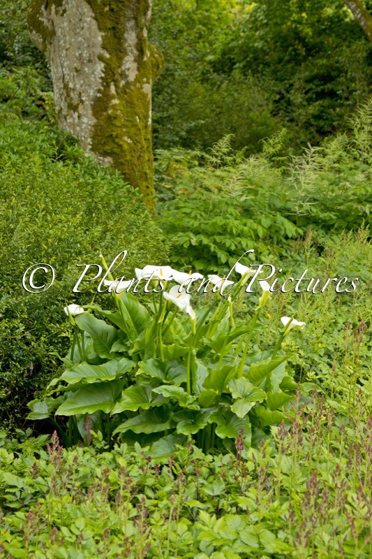 Zantedeschia aethiopica