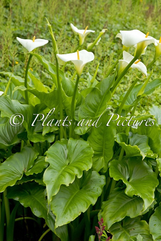 Zantedeschia aethiopica